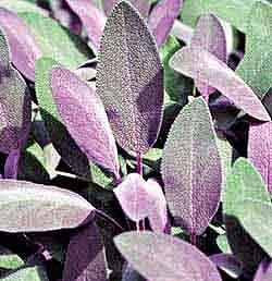 Perene: Salvia officinalis purpurea