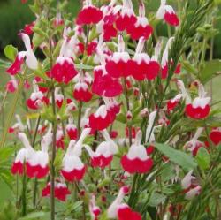 Perene: Salvia microphylla Hot Lips - ukrasna zalfija 