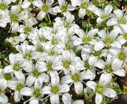 Perene: Arenaria tetraquetra