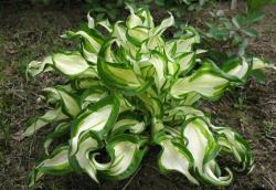 Perene: Hosta undulata Medio-variegata