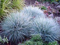 Trave: Festuca glauca - plava vlasulja