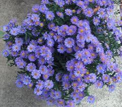 Perene: Aster Laevis Bluebird Blue,niski aster-plav cvet