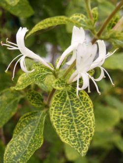 Sadnice - puzavice: Lonicera japonica 