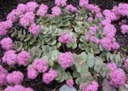 Kaktusi: sedum sielboldii