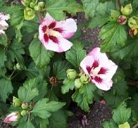 Sadnice - žbunaste vrste: hibiskus baštenski -sirijska ruža