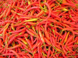 Seme povrća: papričice ljute crvene 