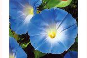 Seme cveća: ladolez plavi 50sem