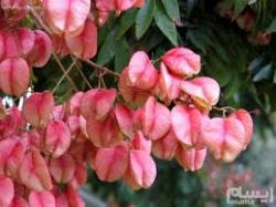 Sadnice - žbunaste vrste: kelreuterija roze