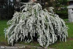 Sadnice - žbunaste vrste: spirea arguta-sitna ranocvetajuca