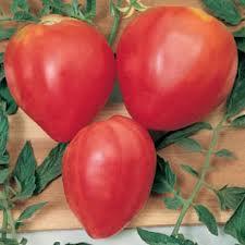 Seme povrća: paradajz volovsko srce 50semenki