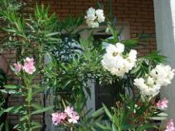 Sadnice - sobne biljke: lijander beli-1m