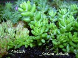 Kaktusi: sedum zeleni iglicasti