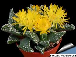 Seme cveća: Faucaria tuberculosa - 20 semenki