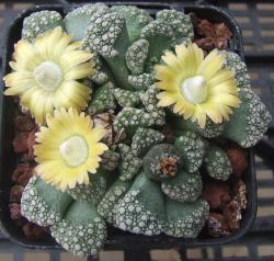 Seme cveća: Titanopsis calcarea - 20 semenki