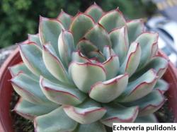 Seme cveća: Echeveria pulidonis - 20 semenki