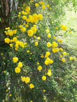 Sadnice - žbunaste vrste: Kerria japonica Pleniflora