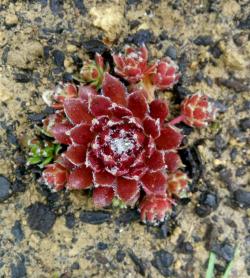 Perene: Sempervivum arachnoideum Red Cobwebs