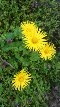 Perene: Doronicum 