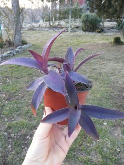 Sadnice - sobne biljke: Tradescantia pallida ”Purple Queen"