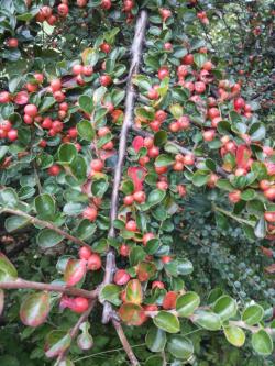 Sadnice - žbunaste vrste: Cotoneaster horizontalis