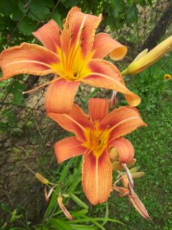 Lukovice: Hemerocallis Fulva Single orange-2 kom