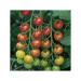 Seme povrća: SAKSIJSKI PARADAJZ `CHERRY BELLE` - 50 SEMENA, slika1
