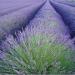 Seme žbunastih vrsta: LAVANDA (Lavandula spicata) - 50 semena, slika1