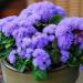 Seme cveća: GORUĆA LJUBAV (Ageratum houstonianum) - 100+ semena, slika3