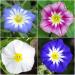 Seme cveća: PATULJASTI LADOLEŽ(Convolvulos tricolor) 20 SEMENA, slika3