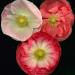 Seme cveća: Papaver rhoeas - Ukrasni mak (Shirley Poppy) seme, slika3