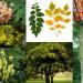 Seme drveća: Koelreuteria - Lampion drvo (seme), slika2