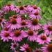 Perene: Echinacea purpurea Rosea - roze cvet , slika2