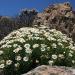 Perene: Argyranthemum pinnatifidum subsp. succulentum,bela rada-niska, slika1