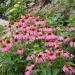 Perene: Echinacea purpurea Rosea - roze cvet , slika1