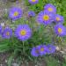 Perene: Aster alpinus Dark Beauty - prolećni aster , slika2