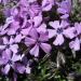 Perene: Phlox subulata Purple Beauty, slika2