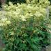 Perene: Filipendula ulmaria Variegata , slika1