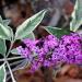 Sadnice - žbunaste vrste: Buddleia davidii Harlequin - sarenolisni letnji jorgovan , slika1