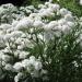 Perene: Achillea ptarmica The Pearl , slika3