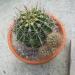 Kaktusi: kaktus rozi okrugli-2kom, slika1