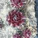 Perene: Sempervivum arachnoideum Red Cobwebs, slika3