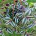 Sadnice - sobne biljke: Tradescantia fluminensis Zebrina, slika2