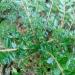 Sadnice - žbunaste vrste: Lonicera pileata- 2 kom, slika1