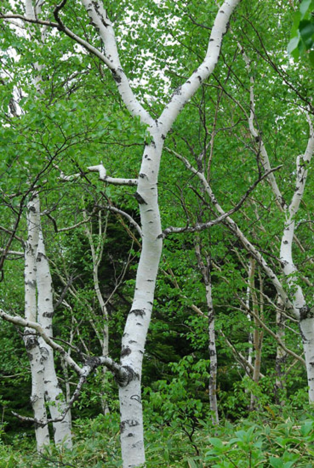 Betula platyphylla