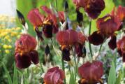 Iris bron bordo boje.jedna od najkrupnijih perunika.sadi se na osuncane pozicije,cvetanje sredinom proleca