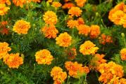 Na dnu ove stranice mozete pogledati ostale moje oglase.Kupovinom od jednog prodavca stedite na postarini...

Kadifice su vrsta koja se javlja u velikom broju. Pripadaju porodici Asteraceae i rodu Tagetes. Postoji preko 50 pripadnika ovog roda. Razlikuju se po visini, obliku i boji cveta koji može da bude pun ili jednostruk sa raznim prelaznim oblicima.

Omiljena je vrsta u zaštiti biljaka, jer čisti zemljište od nematoda.Najviše se koristi u proizvodnji kupusa, Posađena u blizini krompira, patlidžana i paradajza štiti ih od krompirove zlatice. Nije zahtevna i cveta sve do kasne jeseni.

Nisko-rastući 'Mikrus' francuska kadifa (Tagetes patula nana) predstavlja jednu od najčešće kultivisanih vrsta ukrasnih biljaka. Patuljasti biljke koje rastu 20 - 25 cm u visinu idealne su za donje granice i cvjetne gredice. Zahvaljujući kompaktnoj navici i široko razgranatim stabljikama koje završavaju cvećem izgledaju sjajno na rubovima, ali se mogu i zasaditi uz travnjake i staze. Nisko rastuća kadifa sa svojim živo narandžasto-zutm cvetovima idealno se uklapa u zardinjere,saksije i kontejnere koji krase balkone i prozore. 'Mikrus' niskog rasta francuske kadife cveta obilno i ravnomerno od početka leta do prvih mraza.


Seje se,,,Mart-April, u klijalista na dubini 0.5-1 cm, Rasadjuje se u aprilu maju na razmak 15 x 30 cm,A direktno na otvoreno kada su temperature vece od 9 setepeni,( maj) -dubina sejanja 1 cm.



Prodaje se oko 50+  krupnija semena..
