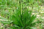 Na dnu ove stranice mozete videti ostale moje oglase,,Kupovinom od jednog prodavca stedite na postarini..

Bokvica(uskolisna)(Plantago lanceolata) je lisnata biljka(10-30 cm) koja je pre svega lekovita, a može se naći i na našem meniju jer je jako zdrava za ishranu. raste tokom cele godine, čak i po hladnim vremenu,Bokvica se može koristiti kao dodatak različitim vrstama jela, a mogu se lako pripremiti i lekovite smeše sa medom, koje imaju niz pozitivnih dejstva na naš organizam.Ona sadrži nekoliko aktivnih materija kao što su flavonoidi, polisaharidi, terpenoidi, lipidi, iridoidni glikozidi i derivati kofeinske kiseline, A koji mogu lečiti stanja poput zatvora, kašlja, rana,kao oblog, infekcija, groznica, krvarenja i upala, ima i antibakterijska svojstva,lakša probleme koji nastaju zbog astme, upale sluzokože disajnih puteva, laringitisa, faringitisa i različitih alergijskih reakcija zbog koji nastaju poteškoće kod disanja.Smrvljeni listovi i njihov sok sprečavaju nastanak oteklina i svraba kod uboda insekata. Listovi bokvice stavljali su se u cipele da ublaži žuljeve ,Muška bokvica(uskolisne)bokvica može da se koristi kao zdravo prolećno povrće..
Takodje Bokvica razbija žučni kamenac,pravi se mesavina protiv gripa,resava infekcije zuba i desni, upotreba bokvice kod svih vrsta kožnih tegoba,od nje se prave lekoviti sok i caj.

Sadi se najčešće na svetlom ili polusenovitom mestu(voli vlazna zemljista)
(moguce je saditi u saksijama)
Sadnja bokvice se može obavljati dva puta godišnje. U hladne leje se sadi u julu da raste do oktobra kad se presađuje na konačno mesto rasta. U tople leje se sadi sredinom februara i presađuje u maju.Dubina setve 05- 1 cm,.Ovo je jako izdrzljiva biljka.


Prodaje se 30-50 semena