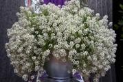 Na dnu ove stranice mozete pogledati ostale moje oglase.Kupovinom od jednog prodavca stedite na postarini..

Lobularija (Lobularia maritima) vodi poreklo sa Mediterana i Kanarskih ostrva,Veoma dobro prekriva površine gde je uzgajamo, dekorativna je i otporna. Zbog svojih osobina je postala veoma cenjena u cvećarstvu.Stabljika lobularije dostiže visinu do 40-60 cm, listovi su dugački i špicasti. Stvara mnogo sitnih cvetova. Skoro cela biljka je prekrivena cvetovima koji su bele boje.

Lobularija se lako uzgaja i dosta je otporna na mraz. Odlikuje se razvučenim periodom cvetanja, od ranog proleća do kasne jeseni. Intenzivan miris cvetova podseća na miris meda. Često se uzgaja na kamenjarima, u saksijama, žardinjerama, visećim saksijama ili između ploča koje formiraju staze.

Voli suncana mesta...

Razmnozava se semenom, a seje sena dubini 0.5 cm u februaru-april u zatvorenom prostoru, Optimalna temperatura za setvu i razvoj je od 15-18 C. Iznikle biljke iz rasada se rasadjuju(10x10cm) napolju april -maj nakon poslednjih mrazeva,U daljem uzgoju (posle presadivanja) voli malo nizu temperaturu od 10-12 C i voli svetlo prozracno mesto. Moze se sejati direktno u basti kad prode opasnost od mrazeva(MAJ),dubina sejanja 1 cm,Razmak,10x10cm,Cveta skoro do prvih mrazeva...

Prodaje se oko 100 semena