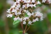 Na dnu ove stranice mozete pogledati ostale moje oglase.Kupovinom od jednog prodavca stedite na postarini..

Origano (Origanum vulgare) je višegodišnja zeljasta(medonosna) biljka, Veoma mirisna, sa veoma izraženim lekovitim dejstvom. Blagotvorno deluje na unutrašnje organe: jetru, slezinu, bubrege, bešiku i pluća. Takođe se koristi za lečenje organa za varenje i disanje, kao i protiv upale kože i sluzokože. U kulinarstvu je veoma zastupljena kao začinska biljka široke primene. Sadrži eterično ulje (timol, cimol, karvakrol...), flavonoide, tanine, askorbinsku kiselinu. Sadrži gvožđe, molibden i selen...

U lekovite svrhe se koristi list koji se ubira pre cvetanja jer tada ima najviše eteričnog ulja.
Bere se tokom leta uz pažljivo sečenje grančica kako bi se biljka što pre oporavila.
Listovi se suše na promajnom mestu u hladu a potom čuvaju u dobro zatvorenoj staklenoj tegli.

Setva: U zatvorenom prostoru Februara-Mart na temperaturi preko 18°C, seme sejati u posudama na površini i samo utisnuti u supstrat. Prekriti najlonom ili providnim poklopcem , ukloniti isti kada seme isklija. Zalivati umereno koliko da ima vlažnost za klijanje.Trazi paznju u pocetnim fazama, Biljke preasadjivati (slabo podnosi presadjivanje), Na otvorenom sejati kada prodje opasnost od mraza...

Setva u zatvorenom,Februar-Mart,,Presadjivanje April-Maj,,Direktna setva Maj,,
Razmak setve,, 60cm izmedju biljaka,25cm red od reda,,Dubina setve 0.5cm..


Prodaje se 500 +semena