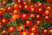 Na dnu ove stranice mozete pogledati ostale moje oglase.Kupovinom od jednog prodavca stedite na postarini...

Talizman'brand (Tagetes tenuifolia) je izuzetno ukrasna biljka koja razvija kompaktne pramenove koji su prekriveni mnoštvom malih cvetanja i dosežu visinu od 25 - 35 cm. Pojedinačni 'Talizman' cvetovi marihuana su sitni, ali poprimaju prekrasnu boju mahagonija koja lepo kontrastira sa zelenim listovima. Signet kadife su jednostavni za uzgoj biljaka koji ne zahtijevaju mnogo brige i idealni su za donje ivice, šarene granice i cvjetne gredice. Izgledaju sjajno u kontejnerima i balkonskim kutijama.

Rano u proleće možete da posejete seme kadife u vrtu ili u zatvorenom prostoru kako biste pripremili sadnice. Seme brzo i pouzdano klija. Sadnice koje treba pripremiti(posejati)krajem aprila na dubini 0.5-1cm, mogu se presaditi na stalnoj poziciji u drugoj polovini maja, kada mraz više ne bi naškodio mladim biljkama razmak sadnje je 20-25 cm. Signet kadifa je savršeno prikladan za teška mjesta - uspijeva na suncu i obrađuje gotovo svaku vrstu vrtnog tla. Dobro se nosi sa sušom i ne zahteva tlo bogato nutrijentima.

Prodaje se 30-50 semena (krupnije seme)